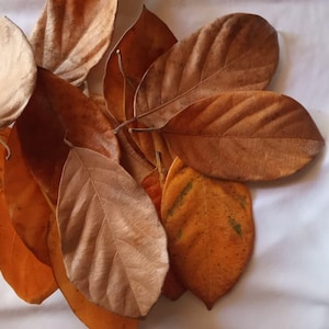 May include: A collection of dried, fallen leaves in various shades of brown, tan, and orange. The leaves have visible veins and textures, with some appearing lighter in color and others showing deeper, darker tones, arranged in a cluster.