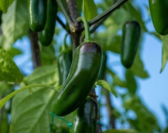 Heirloom Jalapeno Pepper Seeds Non-GMO Hot Chili for Planting