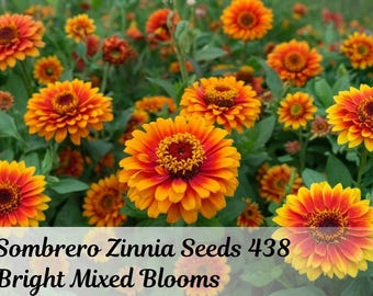 Mexicaanse sombrero Zinnia Seeds gemengde kleuren