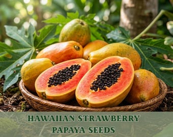 Hawaiian Solo Sunrise Strawberry Papaya Seeds – 30 premium tropische fruitzaden voor thuis tuinieren