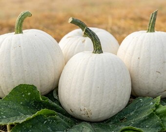 Casper White Pumpkin Seeds Heirloom biologisch