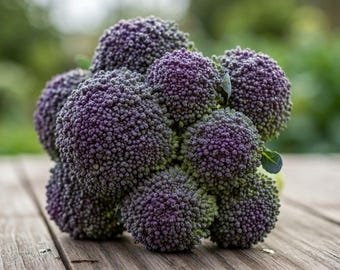 Early Purple Broccoli Seeds