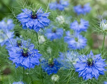 Black Cumin Herb Seeds Non-GMO Nigella Sativa for Planting