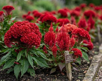Celosia hanekam gemengd bloemzaden