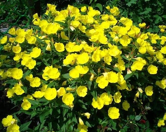 Missouri gele sleutelbloemzaden om te planten | Heirloom-vrije bloemzaden | Heldergele bloemen | Bestuivervriendelijke tuin