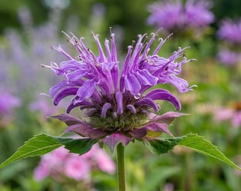 Wilde bijenbalsem bergamot bloemzaden