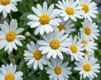 100 Alaska Shasta-madeliefjes | GGO-vrije witte bloemzaden | Meerjarige tuinbloemen | Gratis verzending in 2026