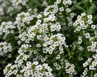 Tiny Tim Alyssum Seeds | Heirloom White Alyssum Seeds | Sweet Fragrant Flowers | Pollinator Friendly Garden Plants