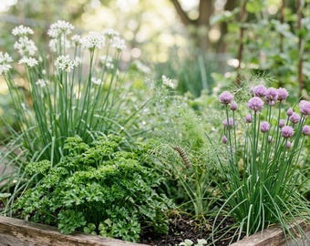 Certified Organic Herb Seeds 10 Pack | Non-GMO Culinary Garden Seeds