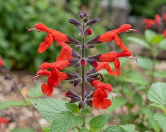 1000+ dieprode saliezaden | Salvia Coccinea wilde bloemenzaden | Geneeskrachtige kruidenplant | Red Flower Garden Seeds VS