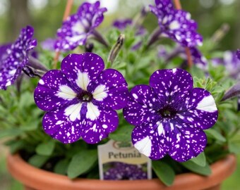 Petunia-bloemzaden gemengde kleuren