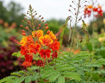 Red Bird of Paradise Seeds – Pride of Barbados Flower