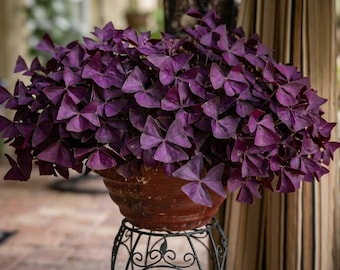 30 paarse klaverzaden om te planten | Oxalis Triangularis-zaden | Paarse bladplant | Buitentuin en containerteelt