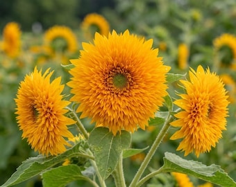 1000 Teddy Bear Sunflower Seeds | Dwarf Sungold Sunflower | Non-GMO Heirloom Flower Seeds | Compact Ornamental Garden Blooms