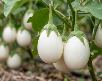 White Eggplant Seeds Organic Non GMO