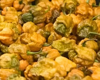 25+ Pepper X Seeds | Extremely Hot Chili Pepper Seeds for Garden