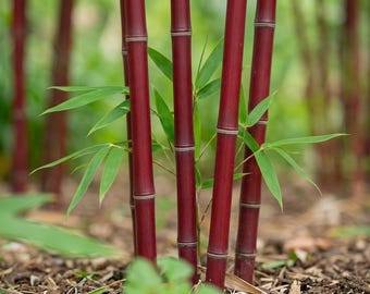 Red Bamboo Seeds – Privacyscherm en schaduw Tuinplantenzaden (25 zaden) | Exotische snelgroeiende bamboe