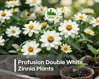 Double White Zinnia Seeds 100+