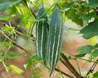 Snake Gourd Seeds | White Glory Serpent Gourd | 10 Rare Seeds