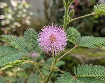 200+ Mimosa Pudica-gevoelige plantenzaden | Interactieve kamerplant 'Touch-Me-Not' | Snelgroeiende exotische bloemzaden VS