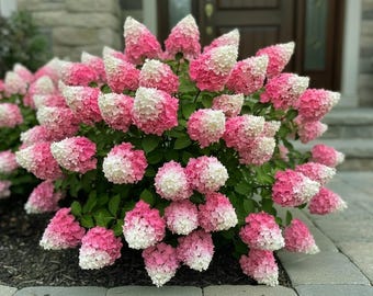 Panicle Hydrangea Seeds 50 | Pink White Flower Seeds for Landscaping