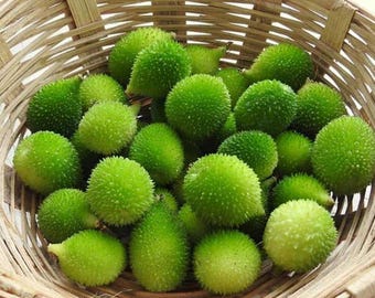 Kantola Seeds 10 | Stekelige kalebas Kakrol Heirloom non-ggo Aziatische groente