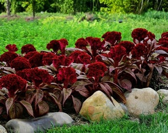100 Red Raven Dwarf Celosia Seeds | Organic USA Seeds | Deep Red Blooms | Compact Easy Grow Flower Plants
