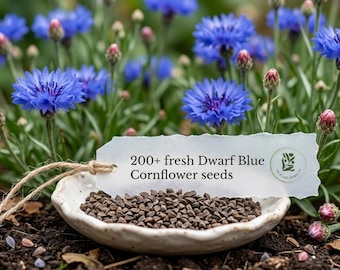 Dwergblauwe korenbloemzaden 200+ Bachelor Button-wilde bloemen