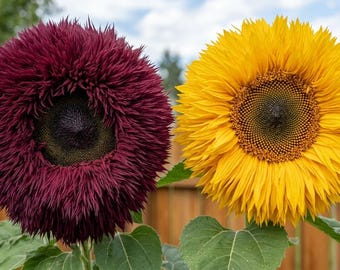 600+ teddybeer zonnebloempitten | Heirloom-vrije bloemzaden