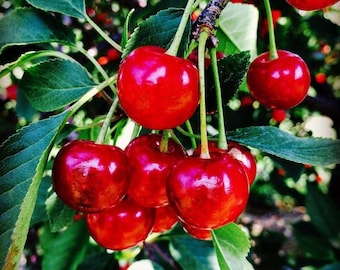 Montmorency Zure Kersen Zaden GGO-vrije taartfruitboom