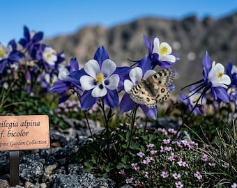 50 Blue Dream Columbine Seeds | Perennial Organic USA Seeds | Elegant Blue Garden Flowers | Easy Grow Shade Loving Plants | Free Shipping