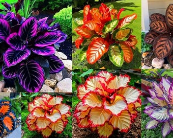 115+ Hosta Seeds for Planting – Perennial Shade Loving Ornamental Foliage Garden Seeds