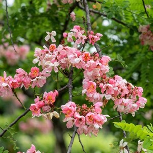 May include: A cluster of delicate pink and white flowers with prominent yellow centers blooming on thin, dark brown branches. The blossoms feature multiple soft petals arranged in dense, rounded clusters, surrounded by lush green foliage.