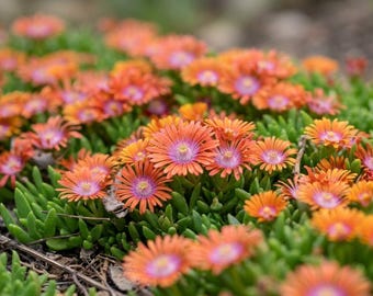 Ice Plant gemengde bloemzaden