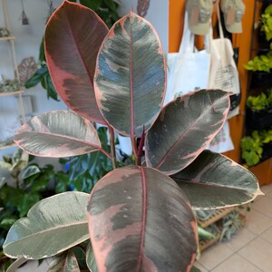 Może przedstawiać: Roślina Ficus elastica Ruby z szerokimi, owalnymi liśćmi o pstrym wzorze. Ulistnienie prezentuje mieszankę głębokiej leśnej zieleni, kremowej bieli i żywych odcieni różu, z wyraźnymi czerwonoróżowymi nerwami głównymi i łodygami.