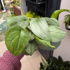 4in Scindapsus Platinum Java: Growers Choice Plant