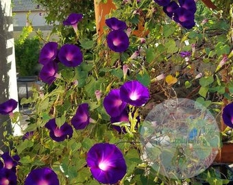 Morning Glory Black Knight, rampicante viola scuro! Ipomoea purpurea
