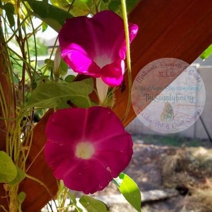 Morning Glory Scarlet O&#39;Hara Climbing Vine Dark Pink! Ipomoea Nil