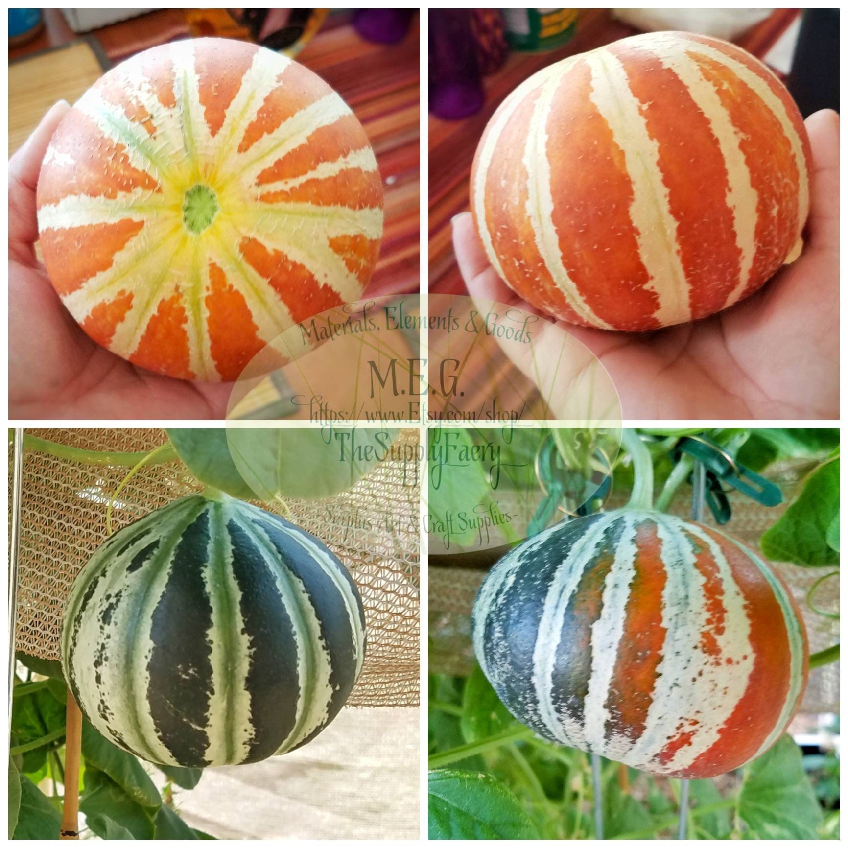 KAJARI Seeds Kajari Melon Cucumis Melo 'kajari Organic Etsy