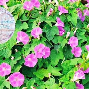 Morning Glory Climbing Vine PINK! Ipomoea Nil