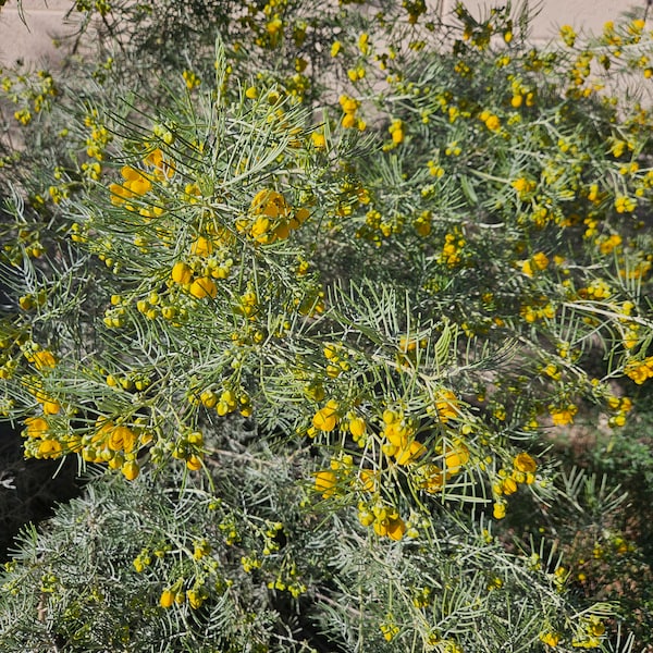 Silver Senna Senna ARTEMISIOIDES (Feathery Senna) SEEDS Drought Tolerant Large Shrub Xeriscaping