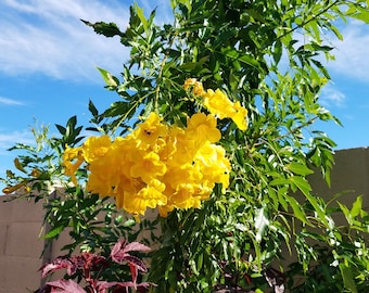 Yellow Bell Bush Yellow Trumpet Bush Tecoma Stans Esperanza Seeds Fast Growing For Beauty, Humming Birds and Pollinators