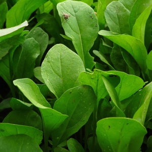 Rocket Arugula Roquette Arugula Eruca vesicaria sativa
