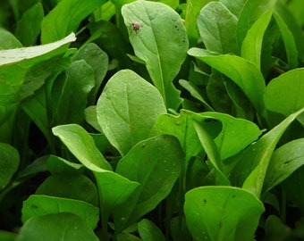 Rocket Arugula Roquette Arugula Eruca vesicaria sativa