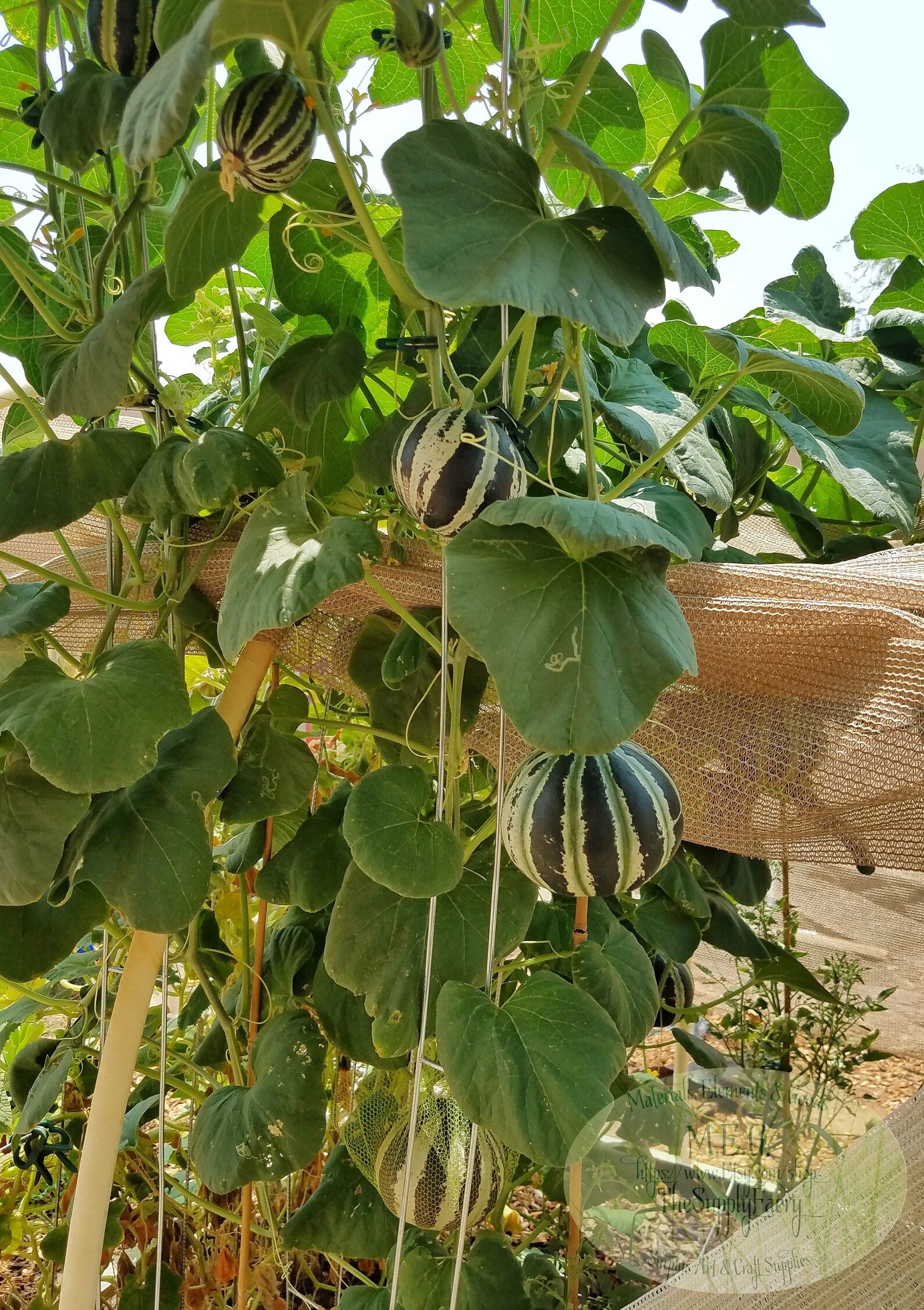 KAJARI Seeds Kajari Melon Cucumis Melo 'kajari Organic Etsy