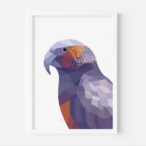 Kaka Print - New Zealand Bird - New Zealand Parrot - Zealandia - Wellington Art - New Zealand Poster - Parrot Art - Kiwi Home Decor | Kiwi