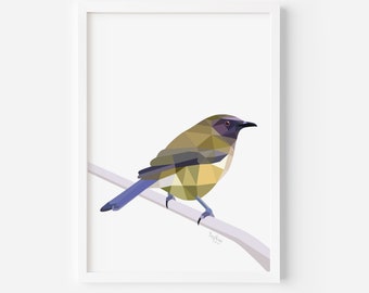 Impression d'oiseaux clochers - Art oiseaux de Nouvelle-Zélande - Korimako - Art Kiwiana - Cadeau néo-zélandais - Art mural néo-zélandais - Faune néo-zélandaise