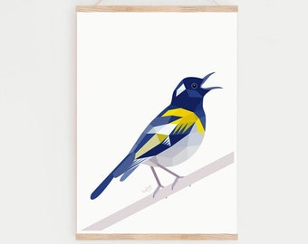 Hihi Stitchbird Art Print: Native New Zealand Bird