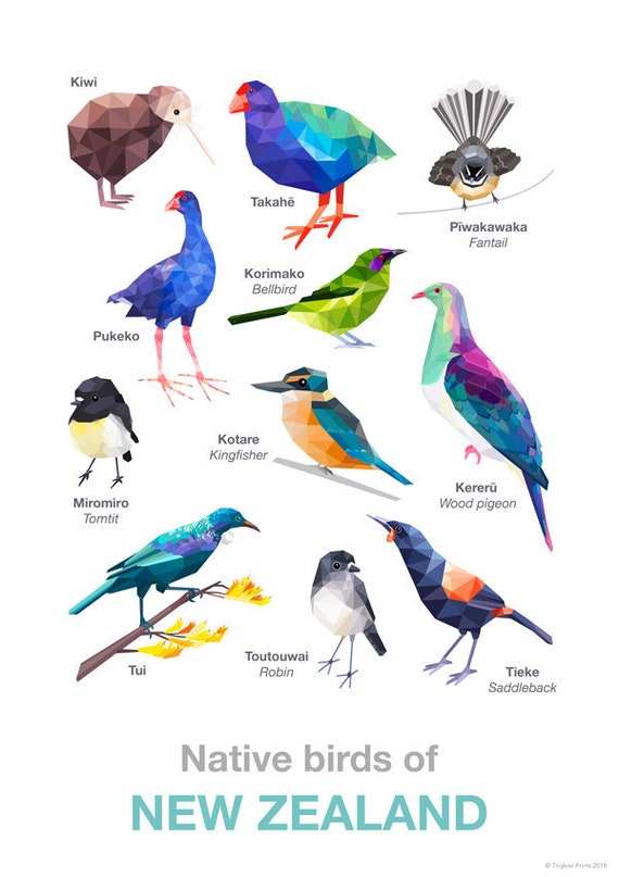 New Zealand bird print Native NZ birds New Zealand classroom Etsy