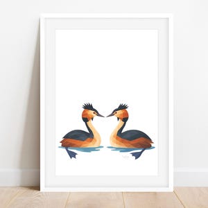 Stampa di uccelli Pūteketeke - Aotearoa Wall Art - Uccello nativo della Nuova Zelanda del secolo - Poster di svasso maggiore australiano - Decorazione della fauna selvatica delle zone umide del lago